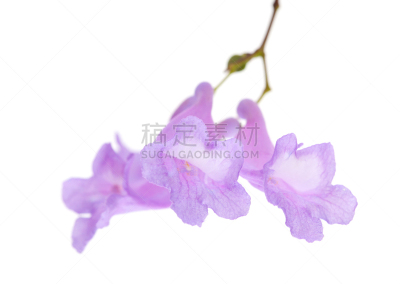 紫薇科树,分离着色,圆锥花序植物,美,气候,水平画幅,生物,无人,蓝色,花序