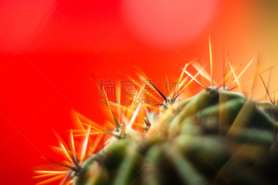 Cactus echinopsis tubiflora
