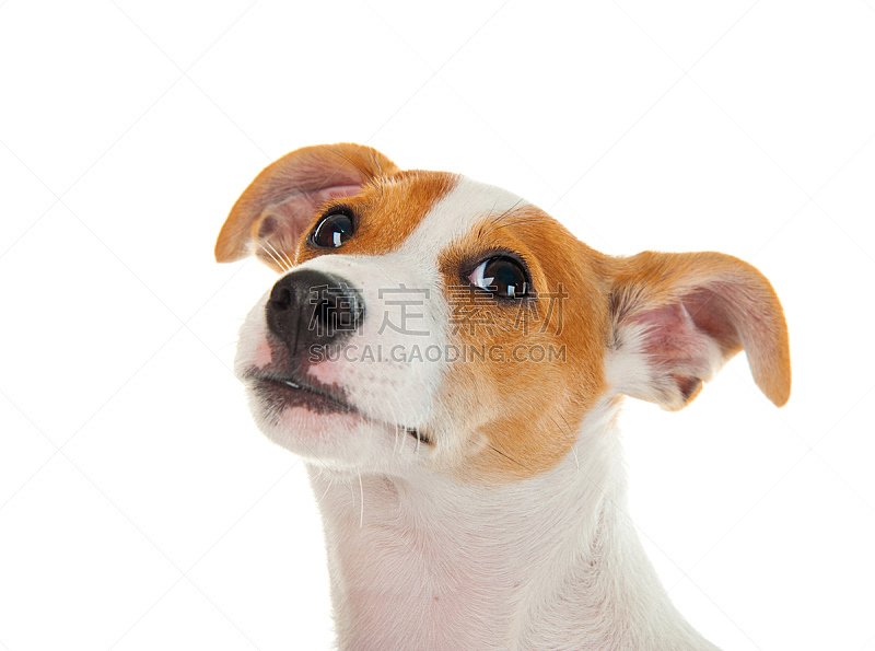 地毯 狗 幽默 比格犬 小毯子 上下颠倒 小狗 白俄罗斯 宠物 进行中图片素材下载 稿定素材 地毯 狗 幽默 比格犬 小毯子 上下颠倒 小狗 白俄罗斯 宠物 进行中图片素材下载 稿定素材