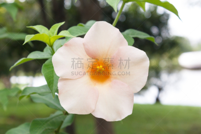 软枝黄蝉,粉色,粉红蝉,毛莨科,美,芳香的,水平画幅,无人,特写,明亮