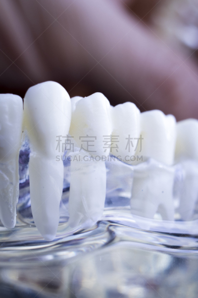 牙医,口腔卫生,人的牙齿,模型,病人,垂直画幅,人造的,假牙,使用嘴巴,干净
