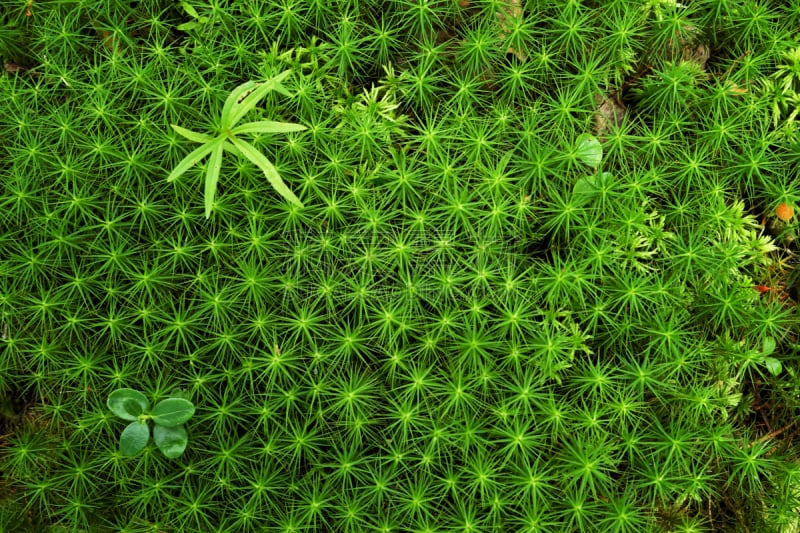 苔藓,小的,巨大的,绿色,植物群,水平画幅,毡灌木,无人,绿霉病,特写