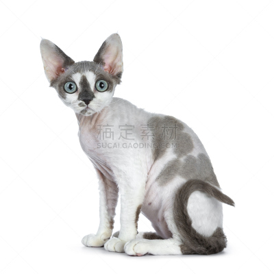 可爱的,绿色眼睛,白色背景,小猫,波音达猎犬,分离着色,德文莱克斯猫,彩色蜡笔,白色,坐