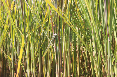 稻,水平画幅,素食,无人,户外,农作物,稻田,田地,植物,茭白