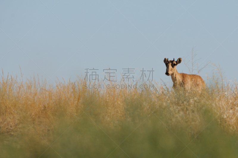 野外动物,东欧大草原,赛加羚羊,自然,野生动物,水平画幅,无人,欧洲,雄性动物,幼小动物