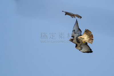 库珀鹰,红尾鹰,航拍视角,比较,自然,野生动物,美国,食肉鸟,水平画幅,鸟类