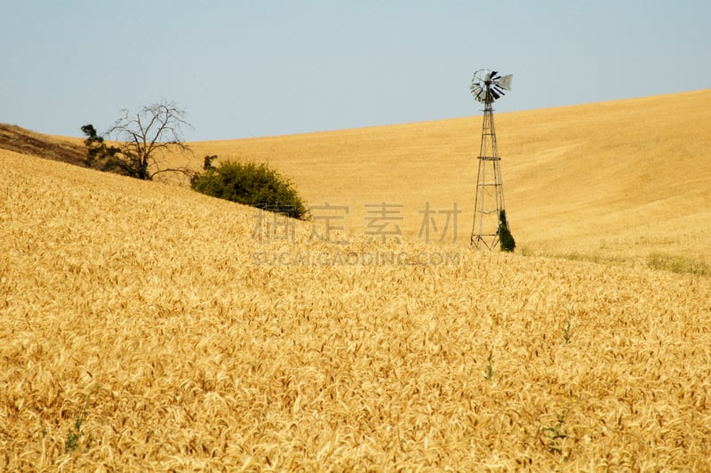 田地,风车,小麦,惠特曼县,水平画幅,无人,户外,农作物,植物,彩色图片