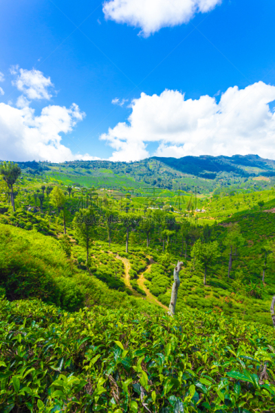 茶树,风景,v形,丘陵地带,垂直画幅,天空,得克萨斯州山丘郡,高视角,山,无人