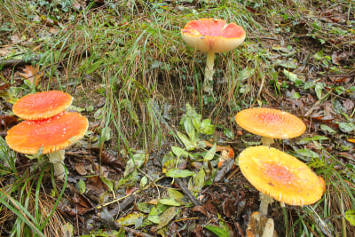 蘑菇,森林,草,基粒间片层,菌腮,毒蘑菇,孢子,自然,水平画幅,生物
