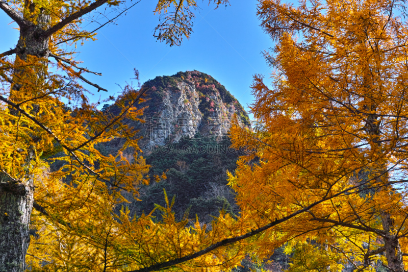 落叶松,秋天,森林,叶子,长野县,里山,度假胜地,水平画幅,无人,日本阿尔卑斯山脉