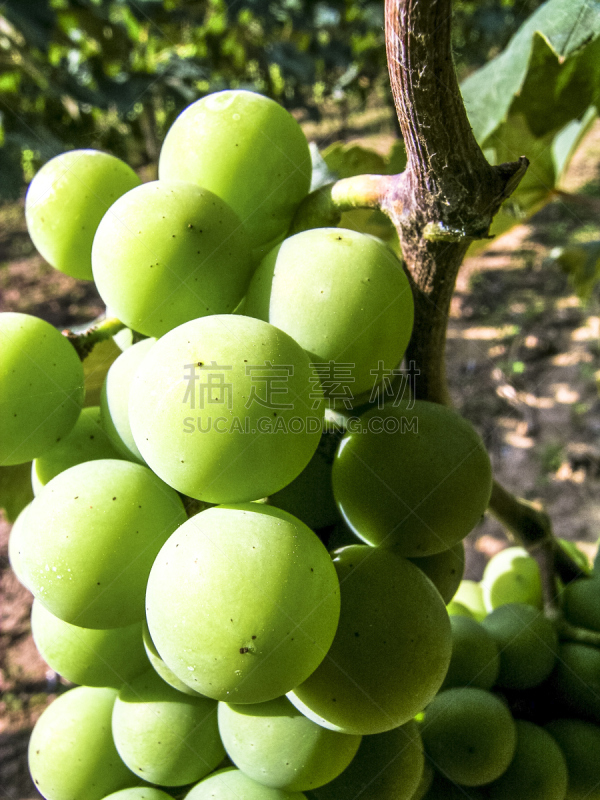 Parreiral com Uvas Brancas em Jundiaí, SP - Brasil