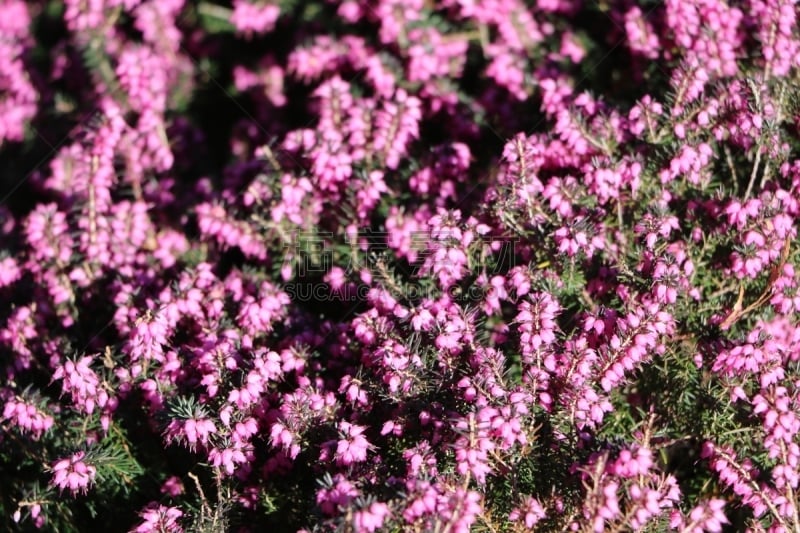 特写,石南花,春天,紫色,石南科灌木,amilto heather,伦柏格希斯,pandani,水平画幅,枝繁叶茂