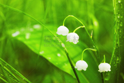铃兰,自然,图像聚焦技术,芳香的,水平画幅,无人,五月,轻的,特写,仅一朵花