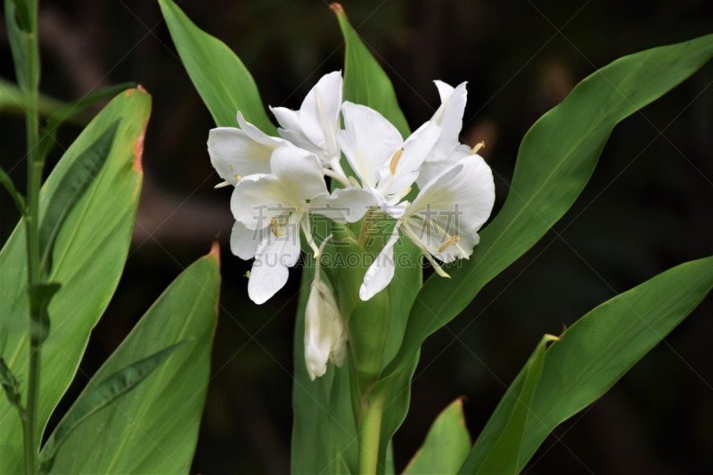 gingerlily,芳香的,水平画幅,无人,日本,香料,白色,植物,园艺,农业