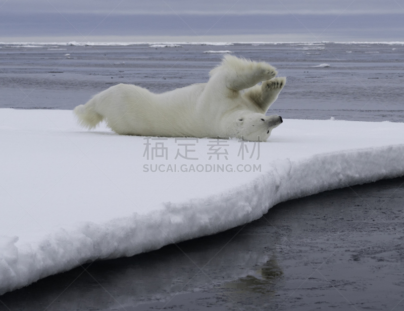 北极熊,浮冰,北极,斯匹兹卑尔根,冰山,斯瓦尔巴德群岛,北冰洋,熊,自然,野生动物