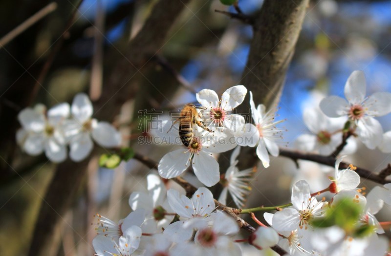 Eine Biene auf der Blüte