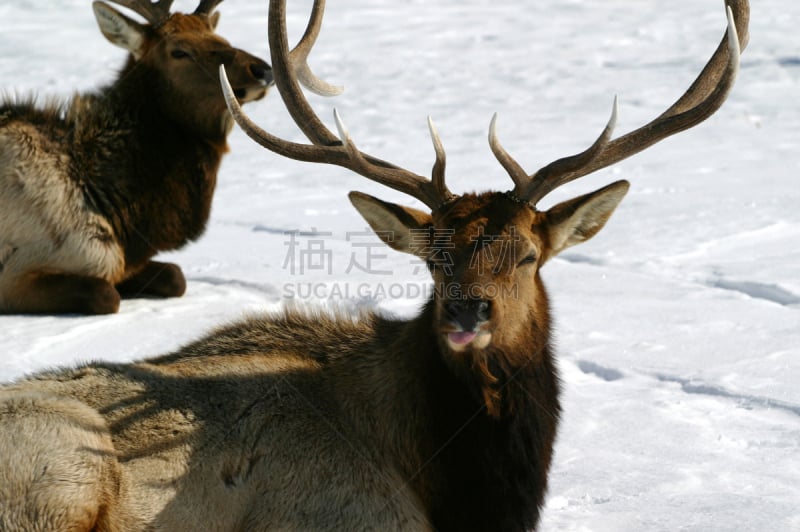 驼鹿,公牛,动物嘴,水平画幅,雪,怀俄明,巨大的,野外动物,户外,动物主题