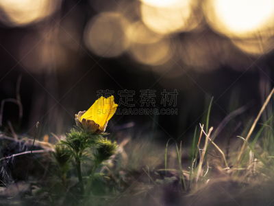 春侧金盏花,男性美,选择对焦,美,稀缺,水平画幅,无人,石灰质的,户外,干的
