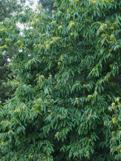 韩国,栗树,欧洲赤松,垂直画幅,夏天,特写,白色,日本栗,风景,叶子