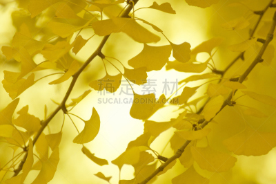 银杏,银杏树,自然,植物,水平画幅,地形,秋天,无人,黄色,叶子
