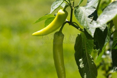 青椒,绿胡椒子,hungarian wax辣椒,水平画幅,灯笼椒,椒类食物,生食,户外,活力,墨西哥椒