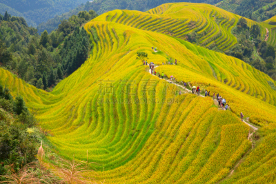 稻,梯田,龙脊梯田,农业,传统,桂林,景观设计,食品,环境,枝繁叶茂