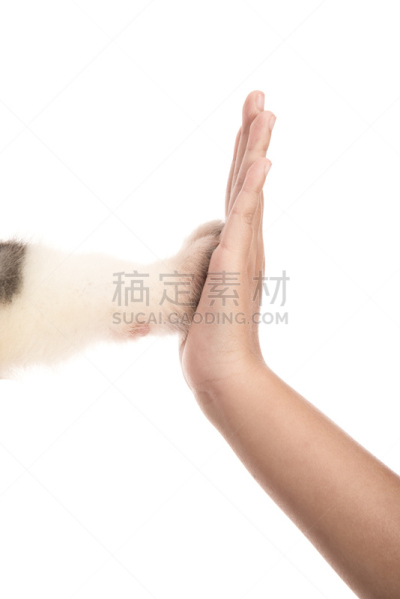 缅因州,五只动物,可爱的,纯种犬,西伯利亚,狗,哺乳纲,女人,动物,拿着