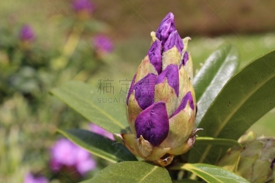 杜鹃花属,本地治里,马樱丹属,圣加仑郡,圣加仑,树园,水平画幅,夏天,户外,特写