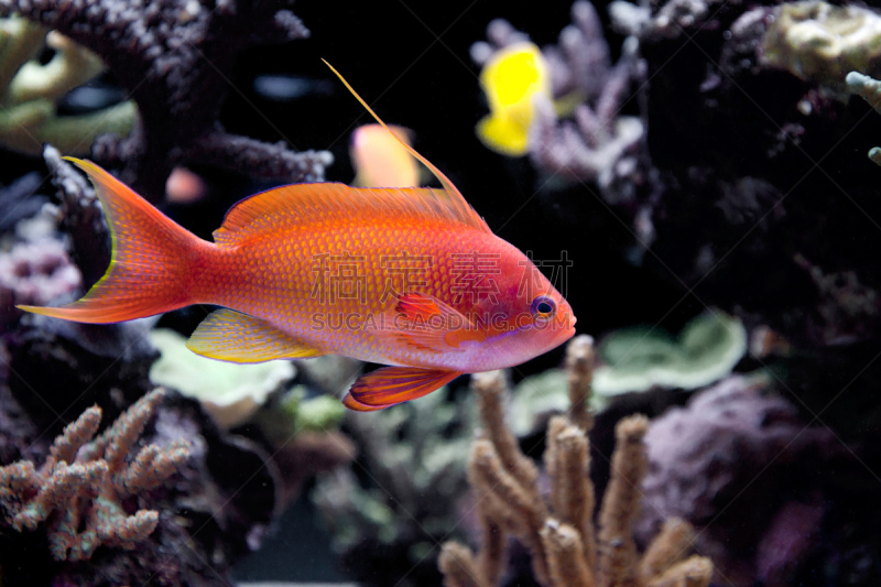 lyretail anthias,自然,太空,水平画幅,橙色,无人,水下,埃及,特写,前景聚焦