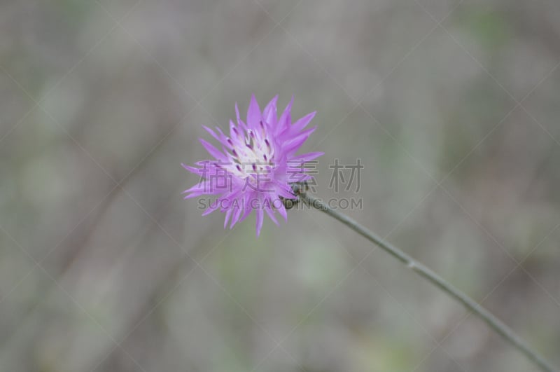 蓟,无茎刺苞术,植物,水平画幅,无人,紫色,以色列,仅一朵花,摄影,花