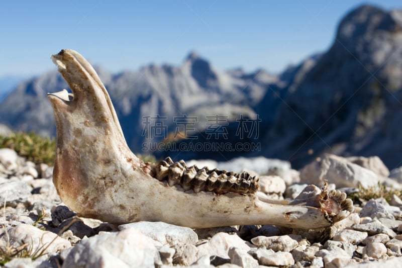 岩羚羊,动物骨,动物嘴,动物颚骨,julian alps,自然,留白,水平画幅,散焦,生食