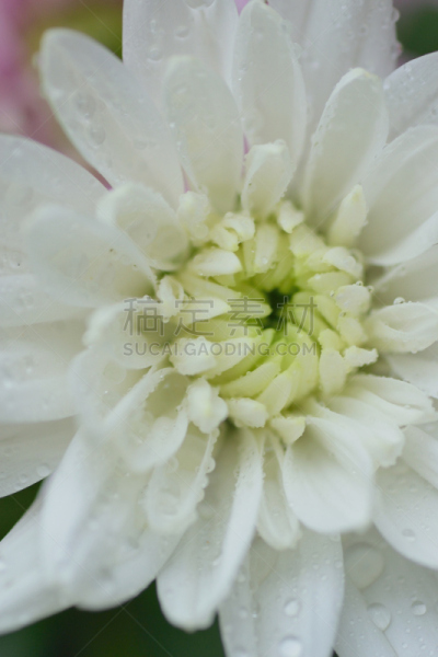 大丽花属,垂直画幅,白色,纹理,大特写,花瓣,边框,gilia,锦葵属,露水
