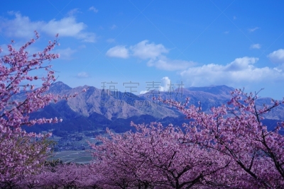 樱桃树,山脉,摄像机拍摄角度,公园,当地著名景点,彩色背景,景观设计,云,枝繁叶茂
