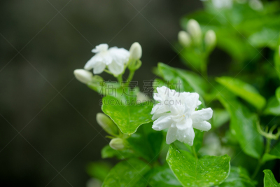 茉莉,特写,菜园,白色,千金子藤,花束月季,美,水平画幅,无人,spa美容