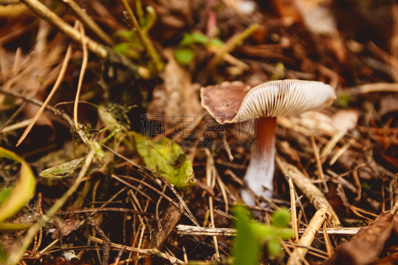 秋天,林间空地,蘑菇,森林,平衡折角灯,褐色,水平画幅,苔藓,生食,户外