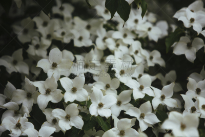 山茱萸,仅一朵花,开花的山茱萸,箭木,水平画幅,无人,特写,黑色背景,白色,新生活