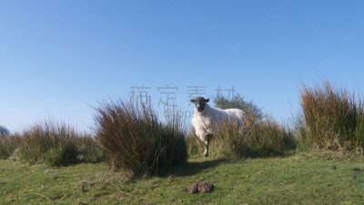 康沃尔,英国,四季,春天,bodmin moor,旷野,风景,图像,绵羊,家畜
