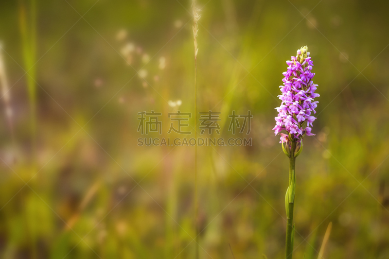 兰花,野生植物,芳香的,选择对焦,美,六月,水平画幅,山,无人,夏天