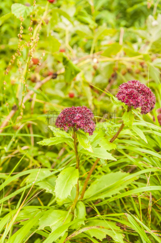 仅一朵花,景天属植物,毛衣,选择对焦,德斯蒙德·哈根,垂直画幅,美,稀缺,无人,草原