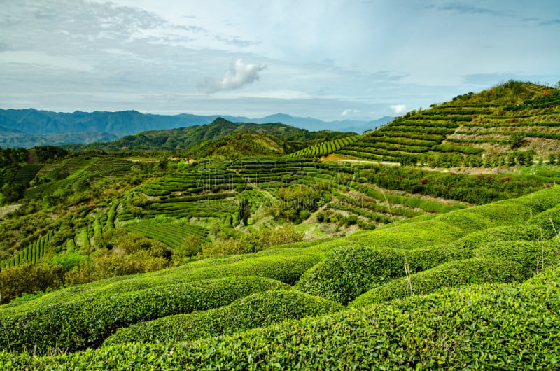 茶树,日本茶道公园,茶树油,浙江省,水平画幅,山,户外,田地,商业金融和工业,中国