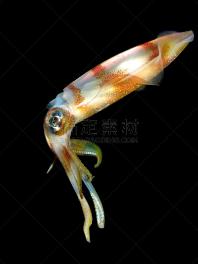 礁石,鱿鱼,生物学,野生动物,环境,加勒比海暗礁乌贼,水下,伪装,冒险