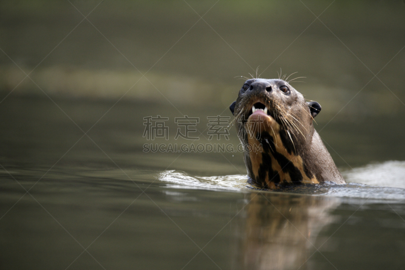 巨獭,巨大的,河獭,水獭,自然,南美,野生动物,水平画幅,无人,野外动物