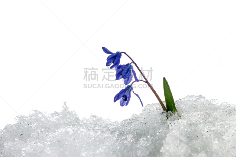 斯库拉,雪花莲,花卉花环,水,美,水平画幅,纹理效果,雪,无人,偏远的