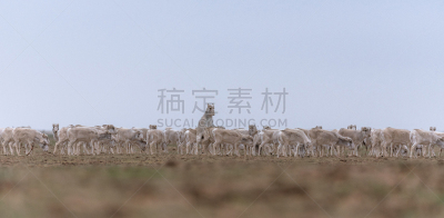 兽群,轮胎印,红色,女性,书,食草动物,寒冷,有蹄哺乳动物,野生动物,哺乳纲