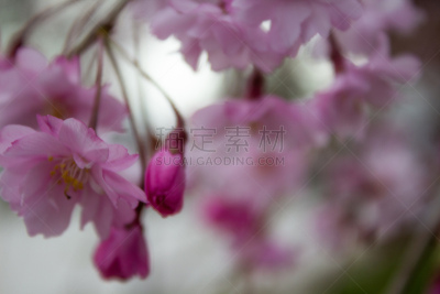 鲜花盛开,季节,粉色,彩色背景,图像,花朵,美国,植物表皮,春天,花头