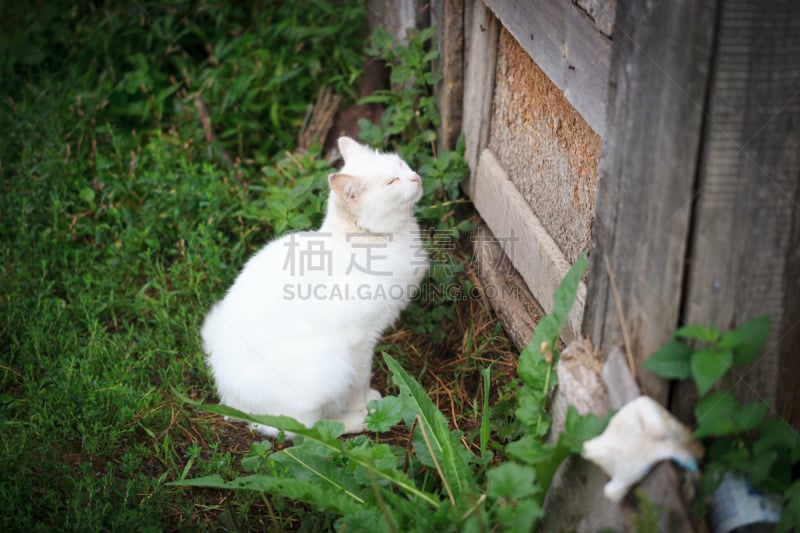 猫,宠物,水平画幅,家畜,无人,猫科动物,格鲁曼f-14,摄影