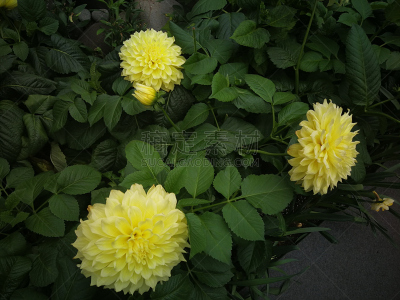 水平画幅,新加坡,无人,滨海湾公园,户外,新加坡市,花,摄影