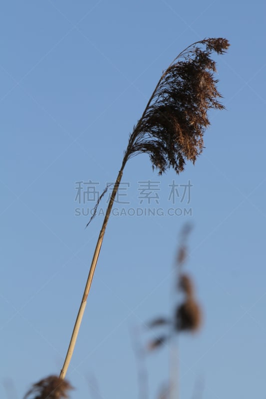 草,芦苇,垂直画幅,图像聚焦技术,基姆湖,无人,一个物体,德国,摄影