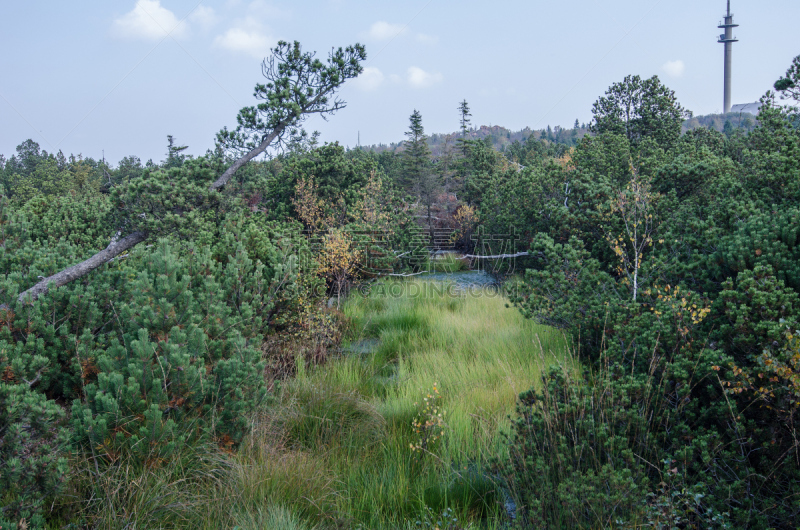 阿尔滕贝格,peat bog,羊胡子草,萨克森,藓沼,水,停泊的,旷野,摩尔人风格,石南花