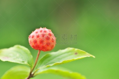 水果,山茱萸,水平画幅,绿色,无人,日本,夏天,茅崎,八月,红色